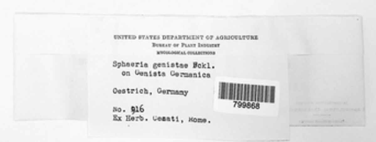 Keissleriella genistae image